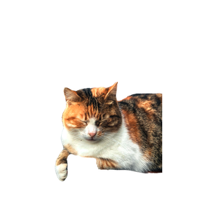 A Relaxed Calico Cat Resting With Eyes Closed On A Wooden Park Bench, Outdoors In Daylight. 17354 - Cat PNG image with transparent background